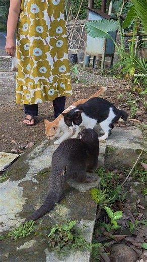 Tumben pada akur ll It's rare to get along #siboni #sibona #otter #animals