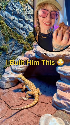 Building My Bearded Dragon a New Enclosure #beardeddragon #reptiles #terrarium #diy