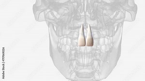 The maxillary central incisor is a human tooth in the front upper jaw, or maxilla .