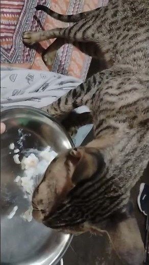 #cat #puchu #petlover #petsvlog #cuteanimal #vibrantbirds #catvideos #catshorts