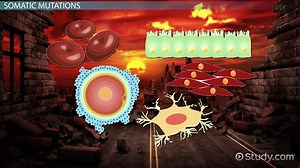 How Somatic Mutations Lead to Cancer Development - Video | Study.com