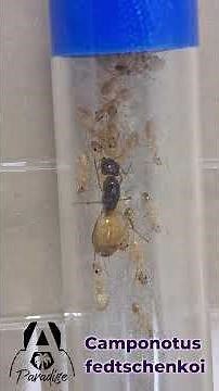 Camponotus fedtschenkoi @ www.antsparadise.com