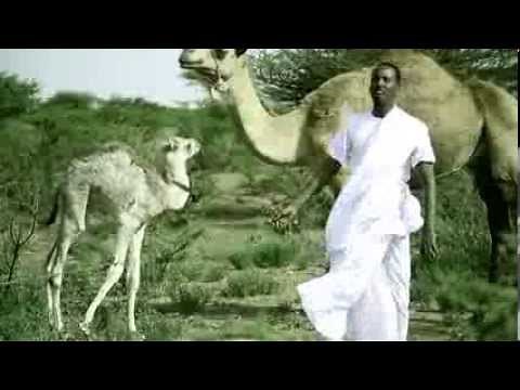 YARTA DHEEREEY CALI DHAANTO VIDEO CUSUB