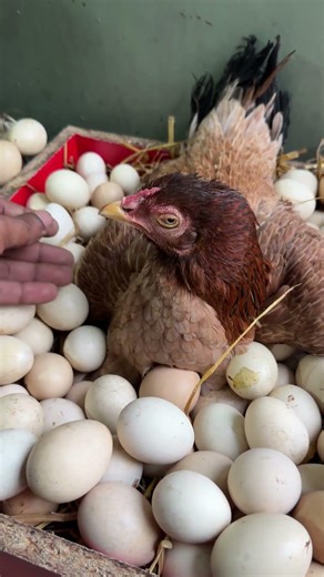 2 Crazy hens hatching many eggs.