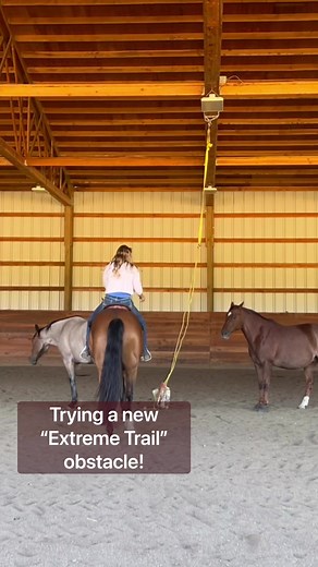 14K views · 582 reactions | New extreme trail obstacle for the horses! #horses #horselove #horseriding #horsegirl | Double Z Farm | Facebook