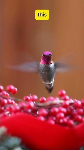 How Hummingbirds Defy Gravity: The Only Birds That Fly Backward | Amazing Animal Facts #shorts