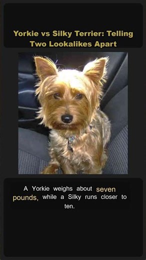 🐾 Yorkie vs Silky Terrier — Can You Tell Them Apart? 🔍 #Shorts