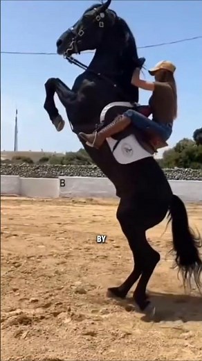 King Of The Desert: The Arabian Horse #horse #equestrianjourney #animalhumor #facts #petsunited