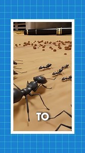 144K views · 2.7K reactions | Why Do Ants Die From This?  | Facts and knowledge | Facebook