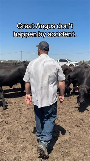 Behind every good Angus is years of management and evaluation. #AngusCattle #CattlePerformance | Baalman Angus Genetics