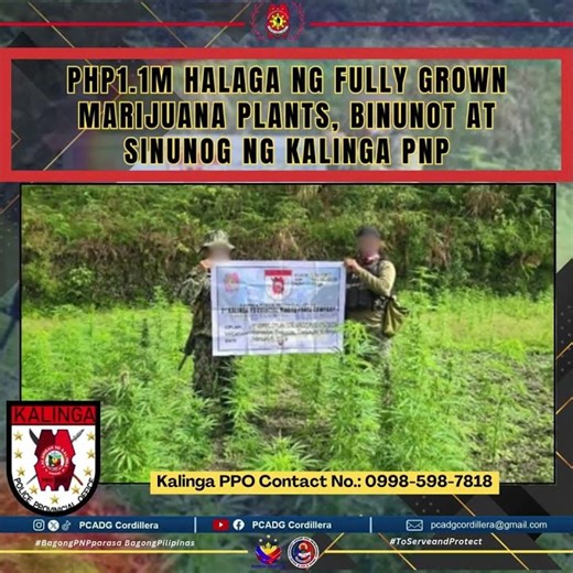 PhP1.1M halaga ng fully grown marijuana plants, binunot at sinunog ng Kalinga PNP