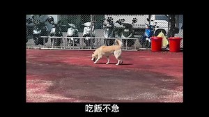 37 reactions | 編號：2023082201 晶片:900115000369089 小布(柴犬/男生/6歲)...