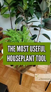 54K views · 438 reactions | Repotting rake: the most useful houseplant tool.  . . The link for the tool is in the comment section. . . Let me know if you have any questions. | Mr. Houseplant | Facebook