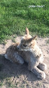 822K views · 4.3K reactions | Need assistance? No prob llama! 蓮⛑ #alpaca #reunion #rescue #kindness #llamas | Poke My Heart | Facebook