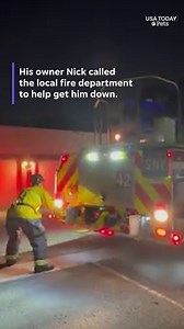 Owner helps firefighters rescue his cat stuck on telephone pole