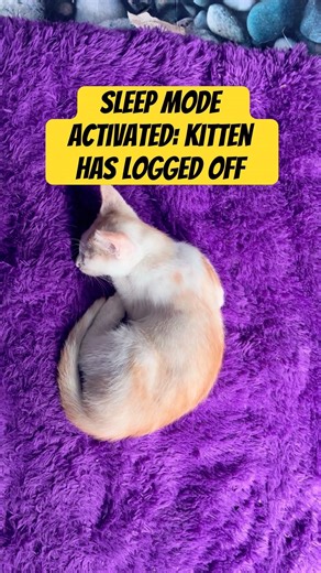 Sleep Mode Activated: Kitten Has Logged Off