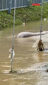A giant python swaying through the floodwaters has become one of the most attention-grabbing sights as the water levels rise. | Malay Mail