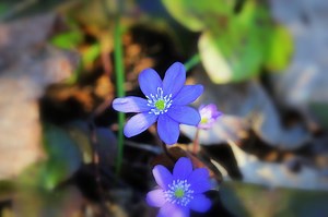 Blue flowers of Hepatica Nobilis also Common Hepatica, liverwort,...