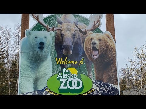 My Alaskan Adventure: The Alaska Zoo