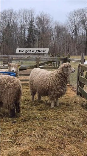 when a Border Collie meets Cotswold Sheep 當邊境牧羊犬遇到科茨沃爾德綿羊時的有趣反應 #旅人雜記 #shorts