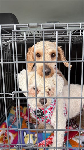 Save Our Scruff Rehome & Rescue on Instagram: "millennials running a dog rescue is a vibe can’t wait to share more about these two, follow along @saveourscruff"