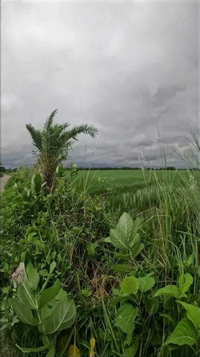 অপূর্ব সুন্দর #nature #shortsviral #shorts #short #shortsviral #shortvideo