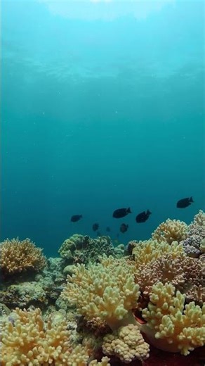 Tropical Fish & Colorful Coral Reefs | Underwater Calm Escape #fishshorts #viralshorts