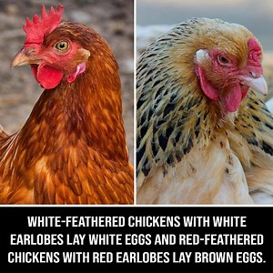 10 Fun Facts To Impress Your Friends At Any Occasion | Mind Blowing Facts