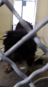 This boy is 12 and so adorable. he could use a good haircut but under all that hair is a sweet guy. Please check out his Video and SHARE this sweet senior. Thanks! A4705478 I'm an approximately 12 year old male terrier. I am not yet neutered. I have been at the Carson Animal Care Center since May 6, 2014. I will be available on May 12, 2014. You can visit me at my temporary home at CRECEIVING. http://www.petharbor.com/pet.asp?uaid=LACO1.A4705478 Carson Shelter, Gardena, California 216 Victoria S