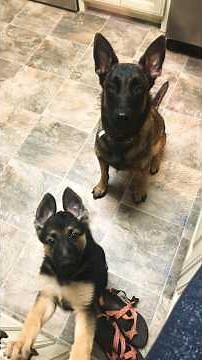 🐾🐶 Mom Dog Teaching Her Puppies How to Behave