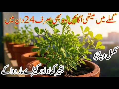 How to Grow Methi from Seeds at Home | No Fertilizer, No Pesticide | Kitchen Gardening