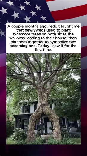 Newlyweds Plant Sycamore Trees on Both Sides of the Walkways to Their House