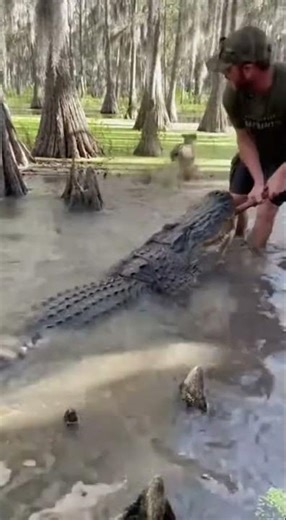 Dog vs. Alligator: A Terrifying Swamp Encounter #wildlife #dogfight #survival