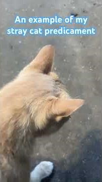 Here’s a perfect example of my stray cat predicament what do I do? #cat #catshorts #catvideos #cats