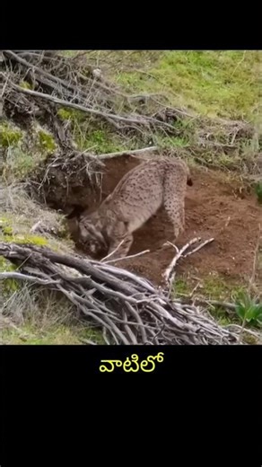 అడవి పిల్లి తల్లి పోరాటం | పిల్లల కోసం ప్రాణాల వేట | Wildlife Survival Telugu #shorts #wildlifefacts