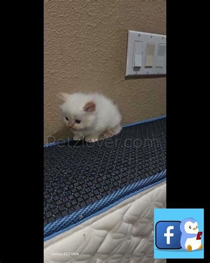 🐱 Persian Kitten Available – Meet Coco! 🐱