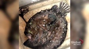 ‘Football fish’ washes up on California beach