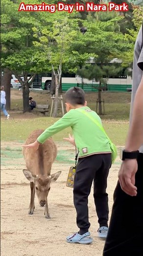 奈良公園の鹿と最高の一日🦌✨観光完全ガイド2026