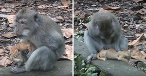 Affe nimmt Kätzchen auf und kümmert sich ums Kleine, als wäre es sein eigenes Baby