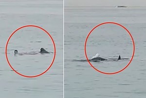 Shark That Ate Russian Man In Egypt To Be Mummified; Here's Why