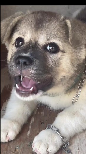 sao mà sủa dữ vậy bé.#loveanimals #cutedog #lovedog #dogsoftiktok #fyp #xuhuong #Xmas2023