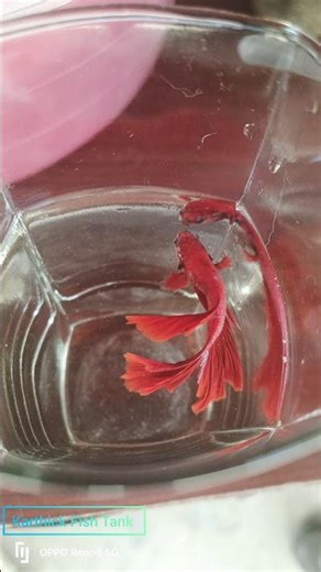 Betta Fish 😍breeding day 1 💯||in Tamil#shots #aquarium #fish #trending