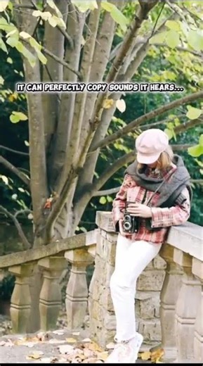 This Bird Can Sound Like a Screaming Human 😨