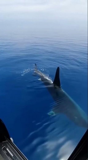 Scientists Filmed a Giant Megalodon — Real Footage Over Mexico!