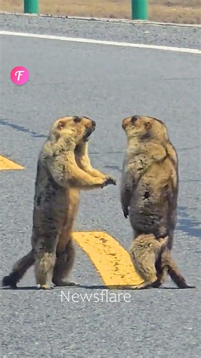 12K views · 56 reactions | These marmots are having a dance-off! . . . (For entertainment purposes only. Consult professionals if guidance on activities is presented. No brand affiliation is implied if any are shown. If inspired by true events, creative adaptations may be included. Content may include public footage.) | Fabiosa Hearty | Facebook