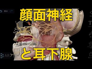 [Facial nerve and parotid gland] What is the relationship between postoperative complications and...