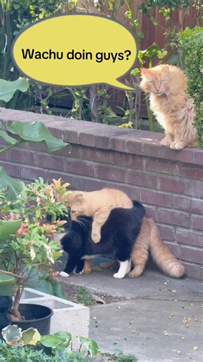 Go get a room 6a #cats #kittens #calicos #catshorts #animallovers #catlovers #kitten #petlovers #dog