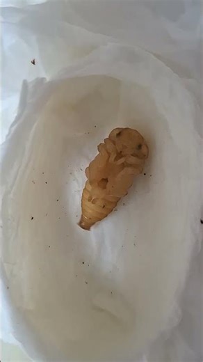 복근운동 끝판왕 두점박이사슴벌레(암)