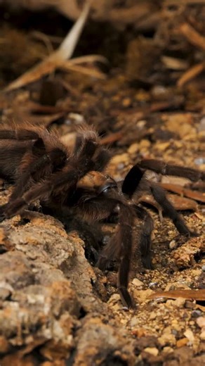 Tarantula Collective | Tarantula Care & Education on Instagram: "Have you ever seen a Texas Tan Tarantula in person? #tarantula #spider #halloween #animals"