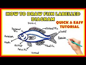 How to Draw a Fish with Labelled Parts Easily || Step-by-Step Tutorial || fish parts of the body